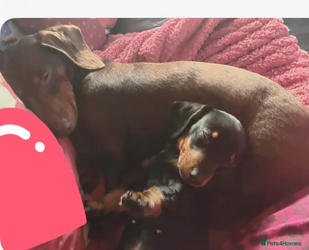 Dachshund dogs for sale: Dachshund puppies  - Advert 1