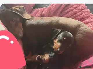 Dachshund dogs Dachshund puppies - Advert 1