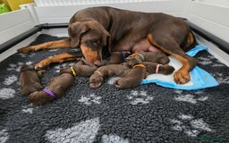 Dobermann dogs for sale: *HEALTH TESTED,HOME REARED,STUNNING DOBERMAN PUPS - Image 15