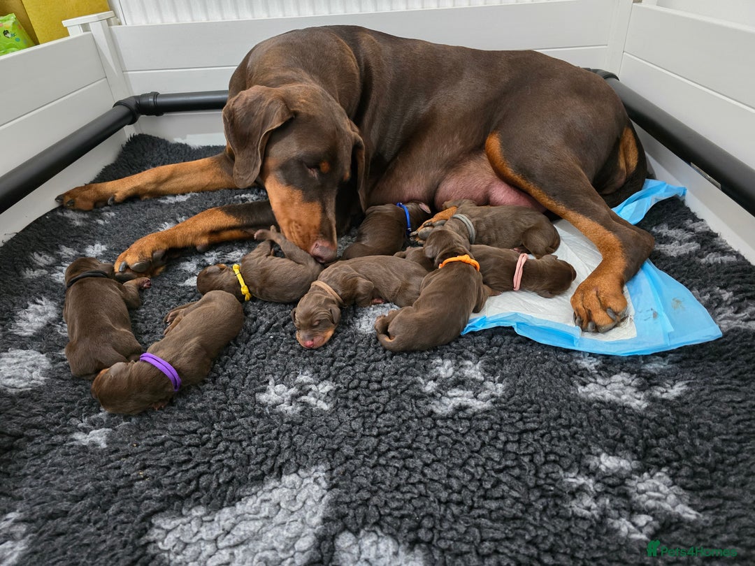 Dobermann dogs for sale: *HEALTH TESTED,HOME REARED,STUNNING DOBERMAN PUPS - Image 15