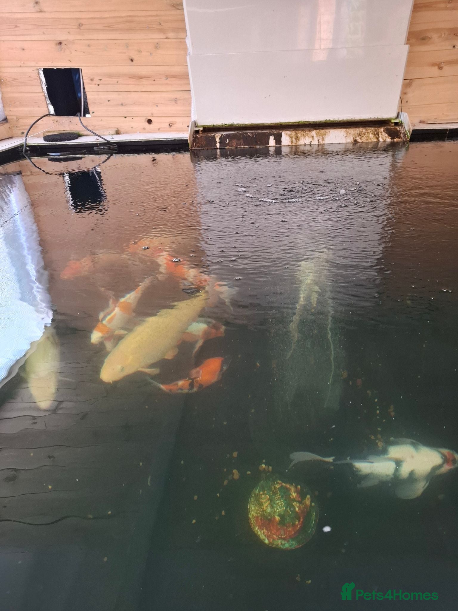 Koi Carp fish Koi carp - Advert 8