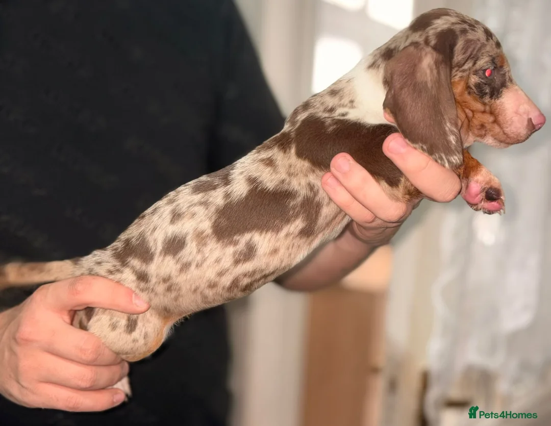 Dachshund dogs for sale: READY TO LEAVE DACHSHUND PUPPIES - Advert 6
