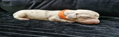 🧡 ORANGE Collar 🧡