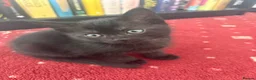 Mixed Breed cats for sale: 6 Male Kittens! 🧡🖤 - Advert 3