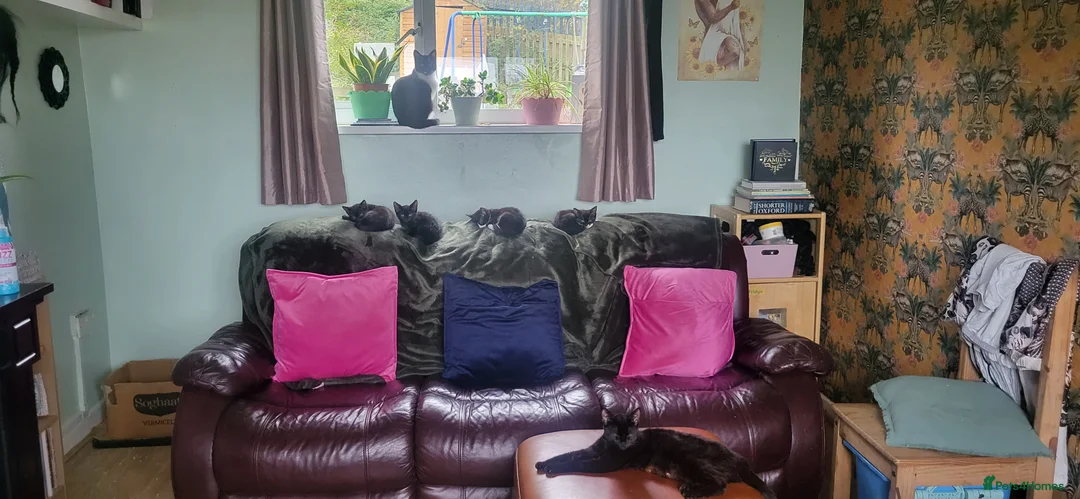 Mixed Breed cats for sale: Only Two left out of 5!!  - Advert 6