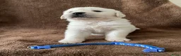 Golden Retriever dogs for sale: 7 Beautiful Golden retriever puppies  - Advert 40