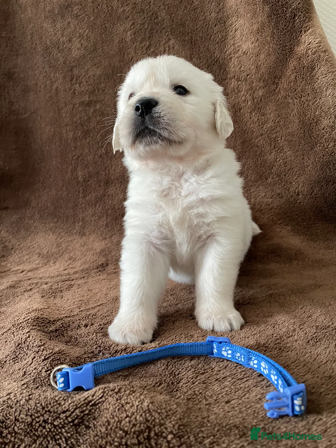 Golden Retriever dogs for sale: 7 Beautiful Golden retriever puppies  - Advert 40