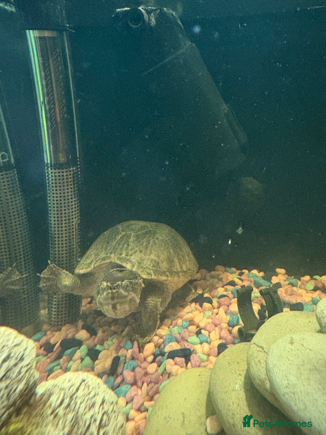 Turtle reptiles for sale: Musk turtle for sale - Image 2