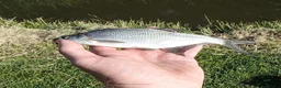 Minnows fish for sale: Native Coarse Fish: Perch, Roach, Rudd, Bream  etc - Advert 1