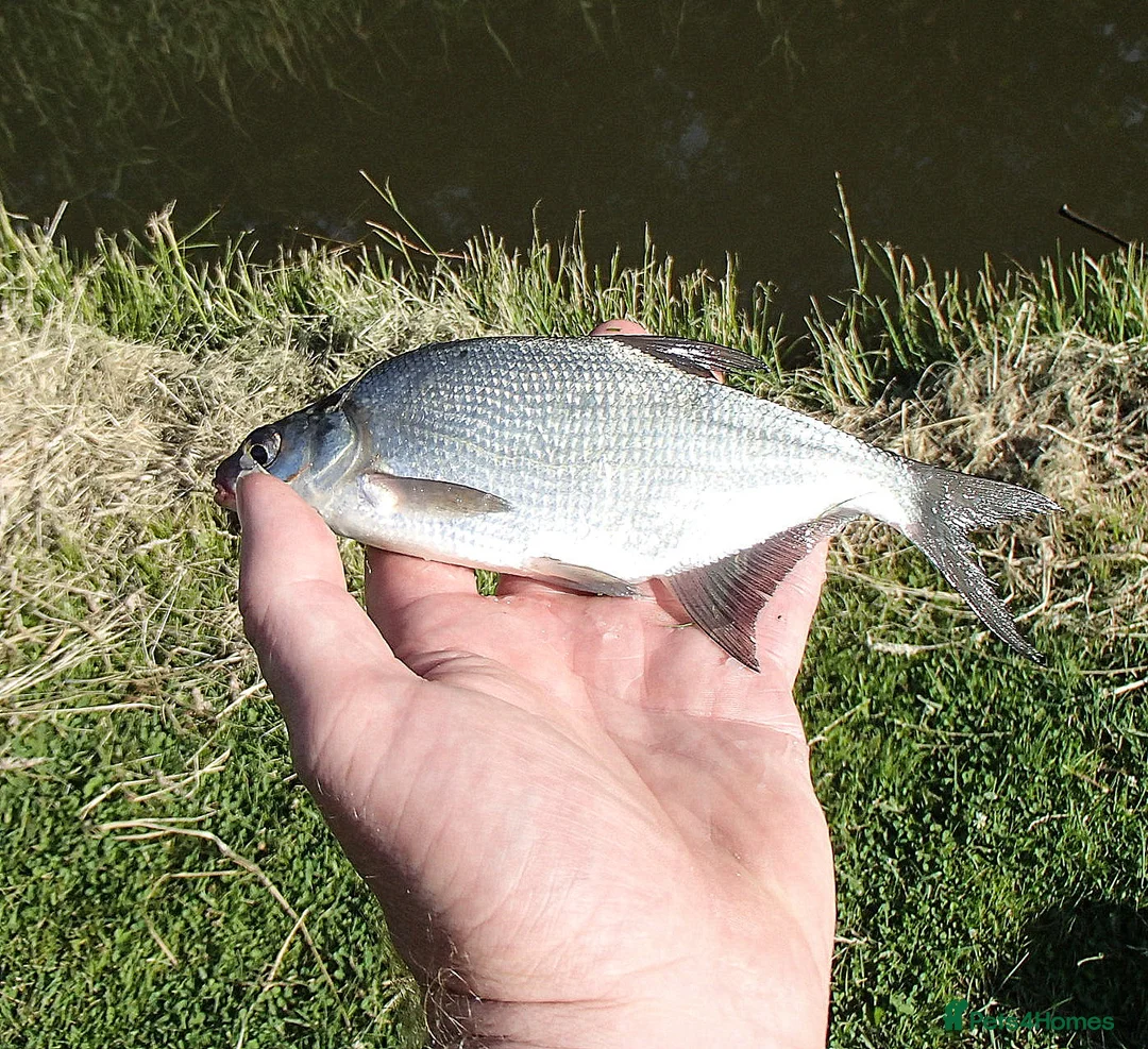 Minnows fish for sale: Native Coarse Fish: Perch, Roach, Rudd, Bream  etc - Advert 1