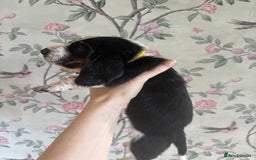 Basset Hound dogs for sale: Bassett hound puppies  - Advert 23