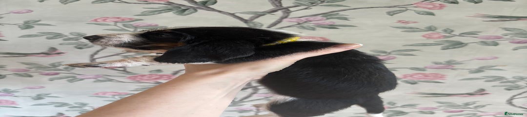 Basset Hound Puppy 8