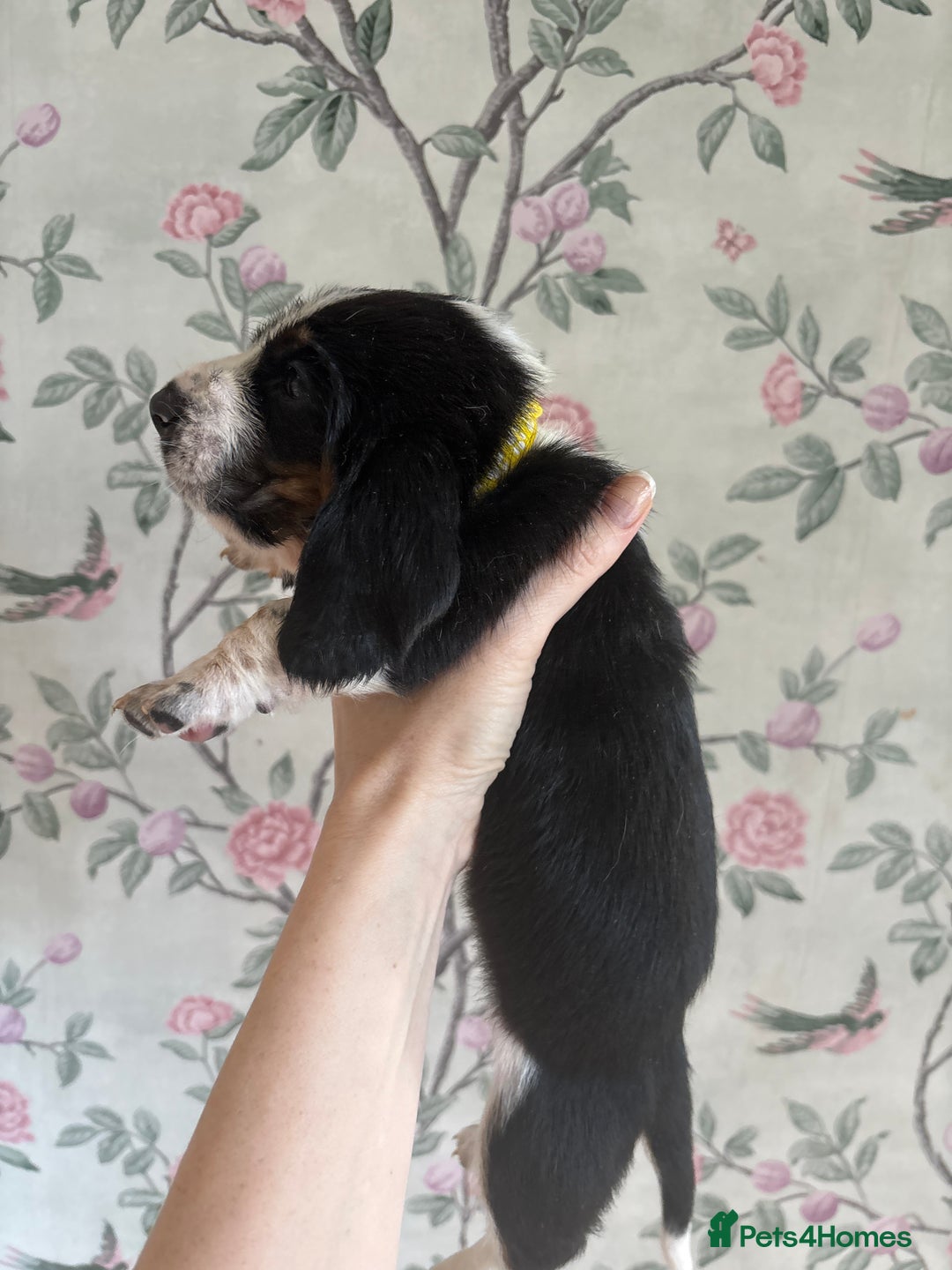 Basset Hound dogs for sale: Bassett hound puppies  - Advert 23