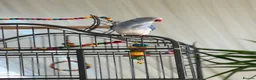 Ringnecks birds for sale: Blue Indian Ringneck For Sale - Advert 5