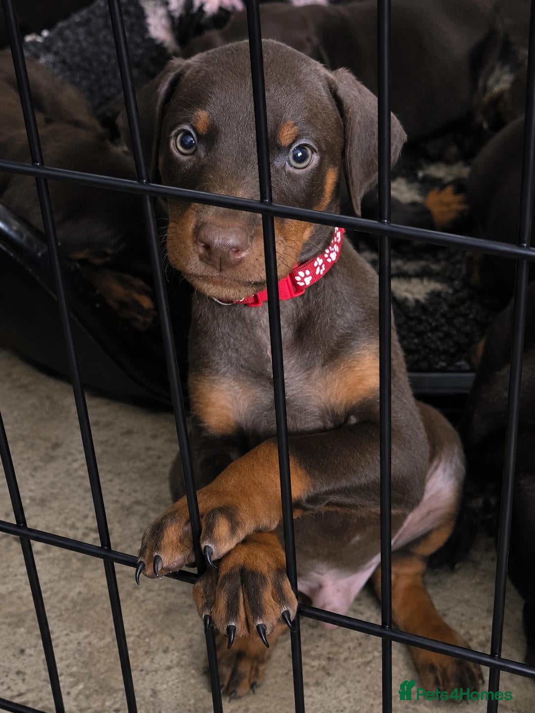 Dobermann dogs Doberman puppies - Advert 2