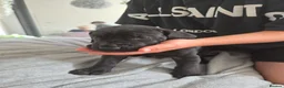 Great Dane dogs for sale: Great dane pups  - Advert 40