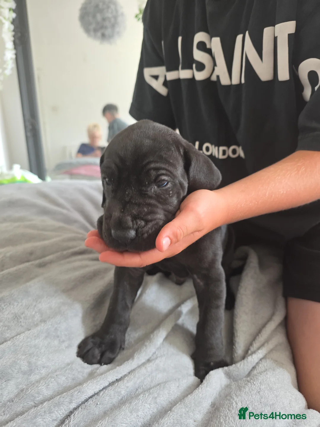 Great Dane dogs for sale: Great dane pups  - Advert 40