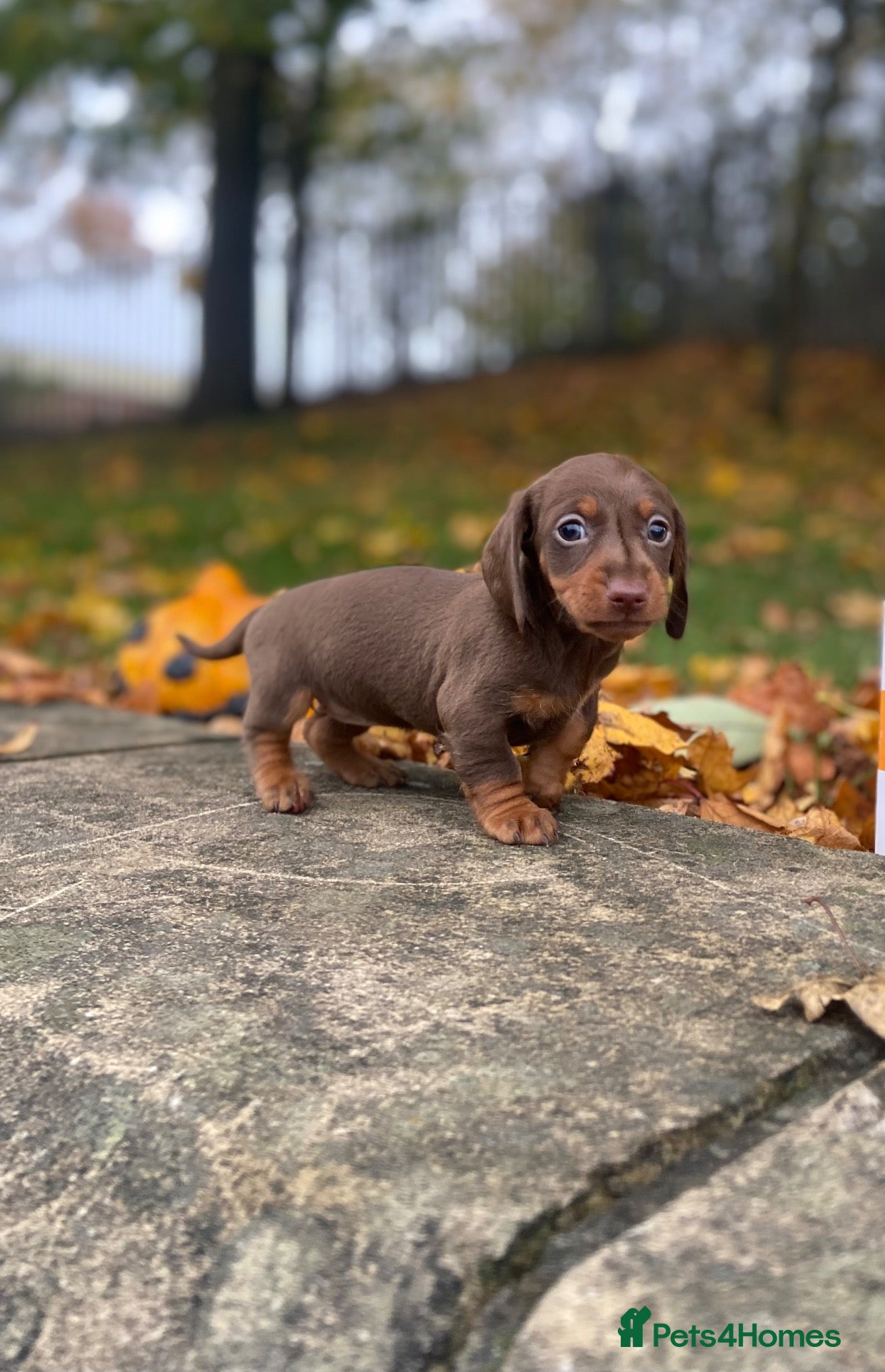 Miniature Dachshund dogs Miniature Dachshund  - Advert 9