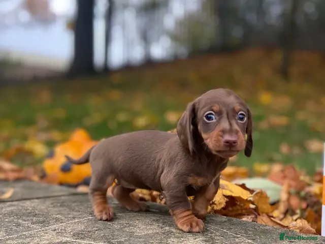 Miniature Dachshund dogs Miniature Dachshund - Advert 21