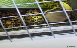Hermann Tortoise reptiles for sale: 2 Yearling Western Hermann's Tortoises+full setup - Image 6