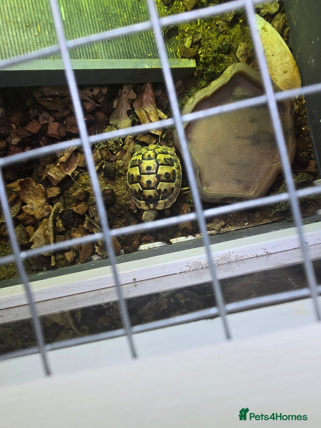 Hermann Tortoise reptiles for sale: 2 Yearling Western Hermann's Tortoises+full setup - Image 6