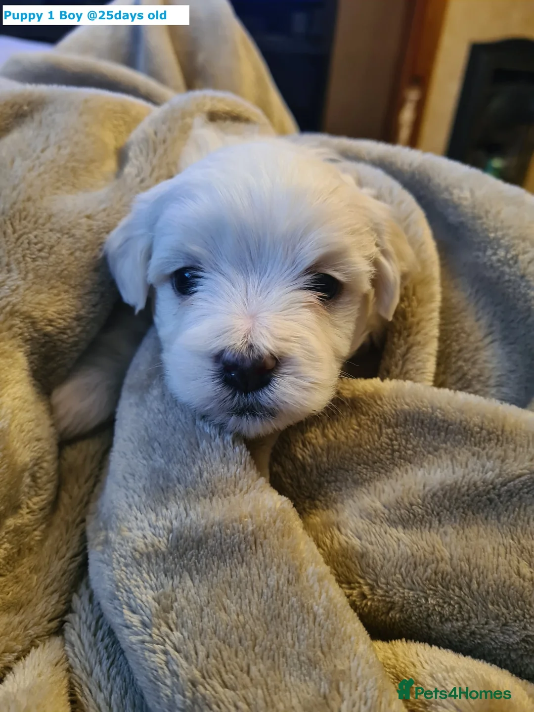 Maltese dogs for sale: Adorable Maltese puppies looking for forever home! - Advert 19