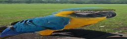 Macaws birds for sale: Stunning Blue and Gold macaw for sale in Bolton - Advert 4