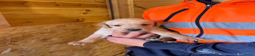 Labrador Retriever Puppy 4