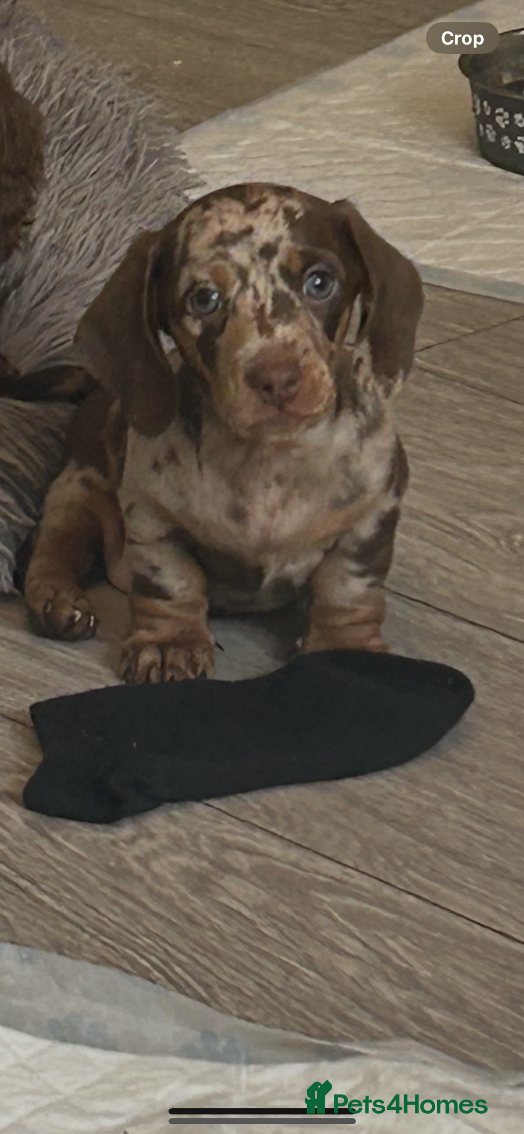 Dachshund dogs for sale: Dachshund puppies  - Image 12