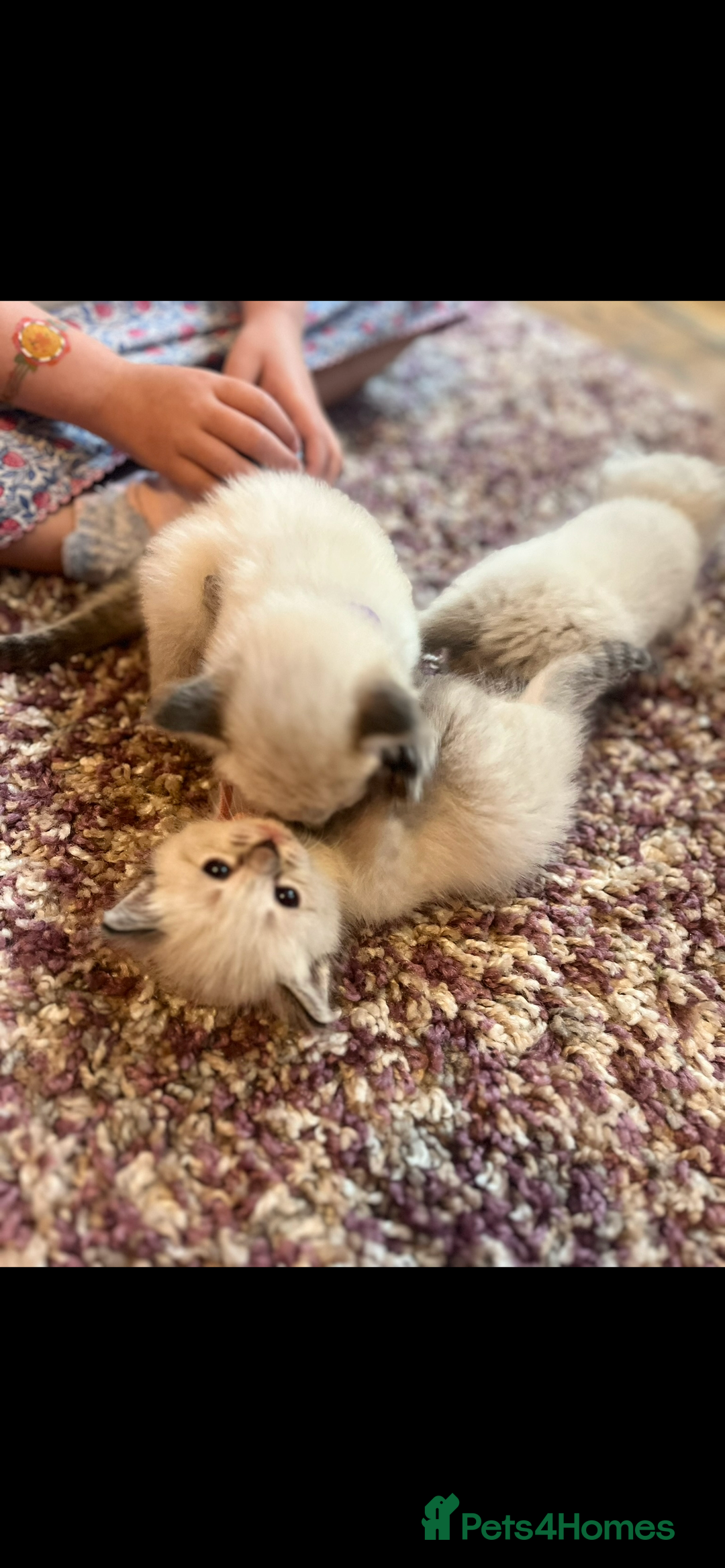 Ragdoll cats for sale: Gorgeous pedigree Ragdoll kittens for sale  - Image 6