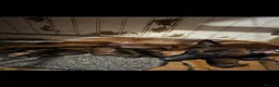 Belgian Shepherd Dog dogs for sale: Belgian Malinois Puppies for Sale- 11 weeks old - Advert 12