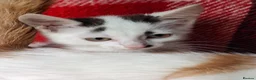Mixed Breed cats for sale: Beautiful kittens - Advert 7