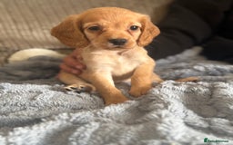 Cocker Spaniel dogs for sale: Stunning kc reg cocker spaniels READY TO LEAVE NOW - Image 12