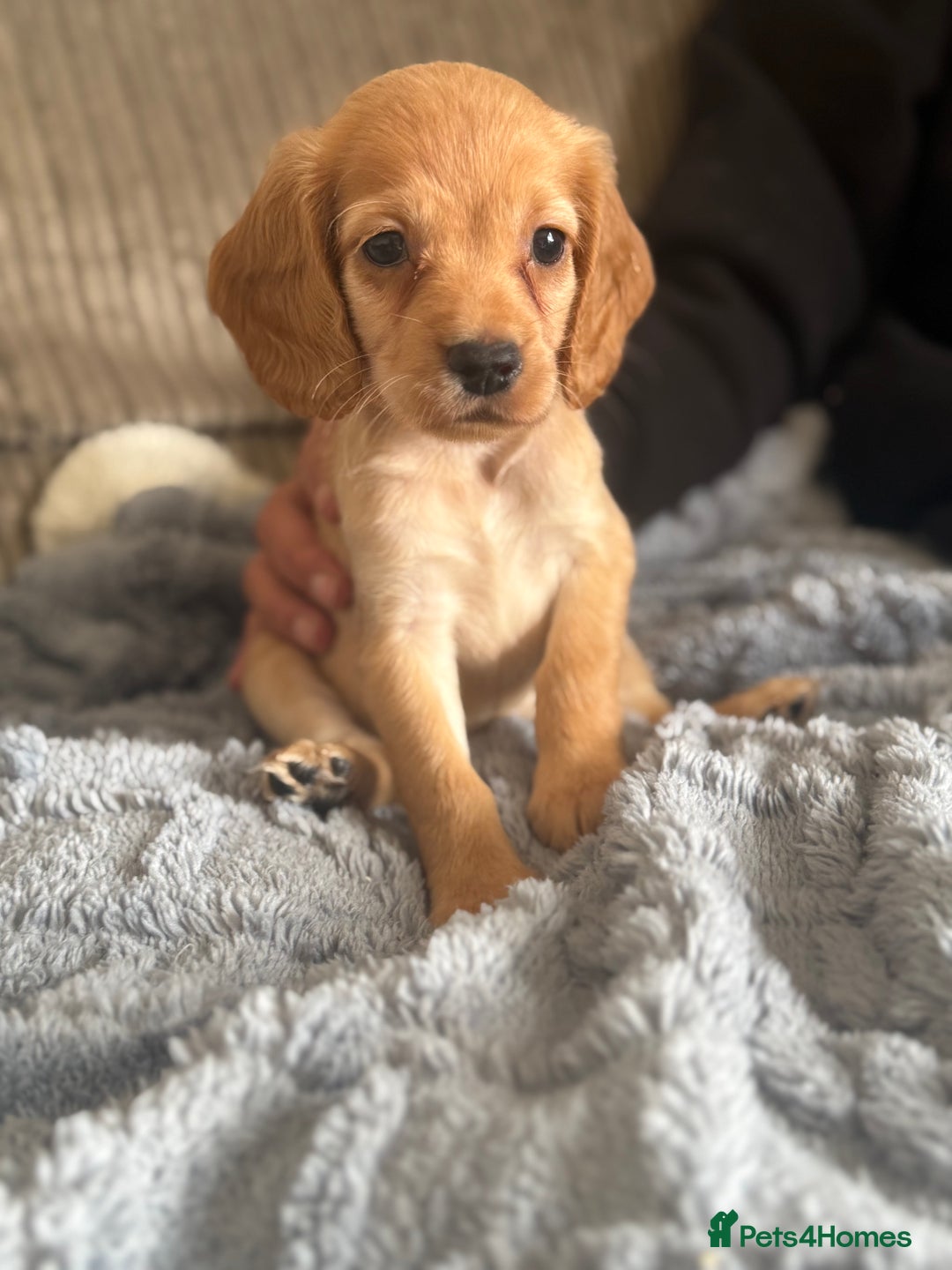 Cocker Spaniel dogs for sale: Stunning kc reg cocker spaniels READY TO LEAVE NOW - Image 12