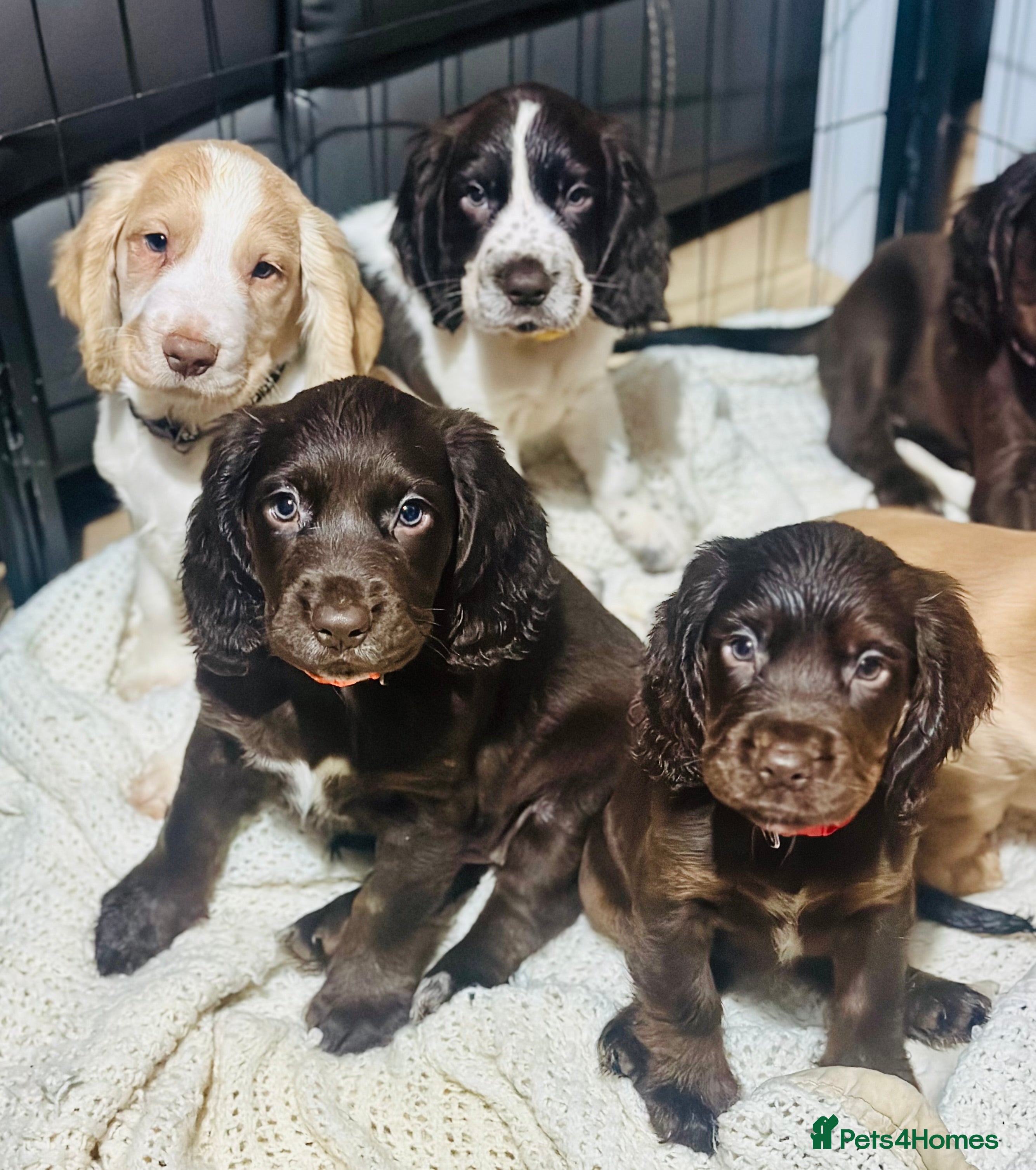 Sprocker dogs Beautiful spaniel puppies  - Advert 12