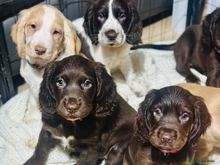 Sprocker dogs Beautiful spaniel puppies - Advert 5