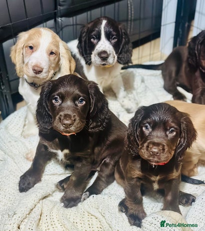 Sprocker dogs Beautiful spaniel puppies - Advert 10