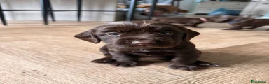 Cocker Spaniel Puppy 1 - Chocolate Girl