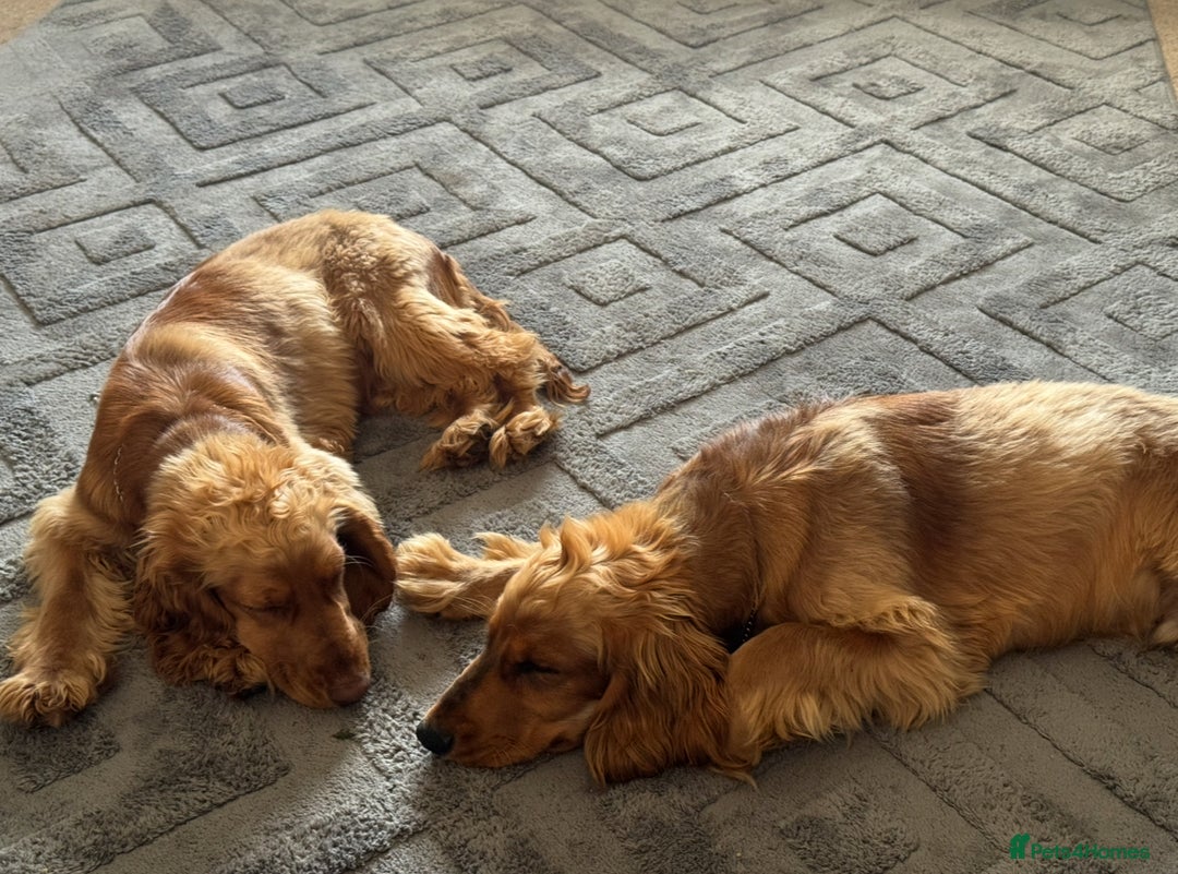 Cocker Spaniel dogs for sale: 2 x Show cocker spaniels (Red) - Image 3