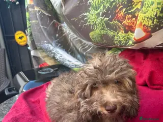 Cockapoo dogs Health tested Choc, sable & phantoms cockapoos - Advert 1