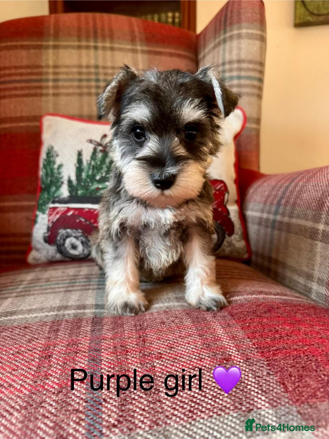 Miniature Schnauzer dogs for sale: KC Registered, Health Tested, puppies available  - Advert 2