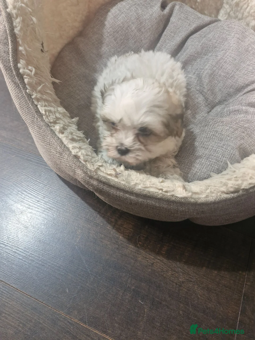 Malshi dogs for sale: Malshi in Dundee - Advert 2