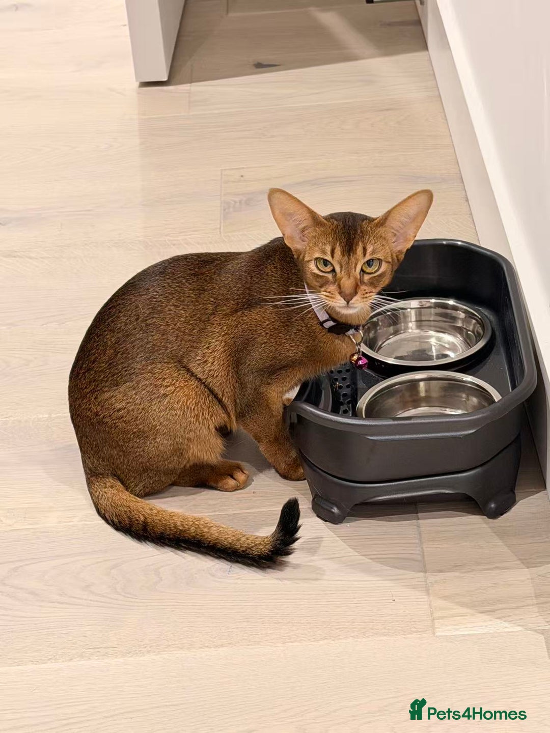 Abyssinian cats for sale: Tanny – 1.5-Year-Old Abyssinian Cat - Advert 5