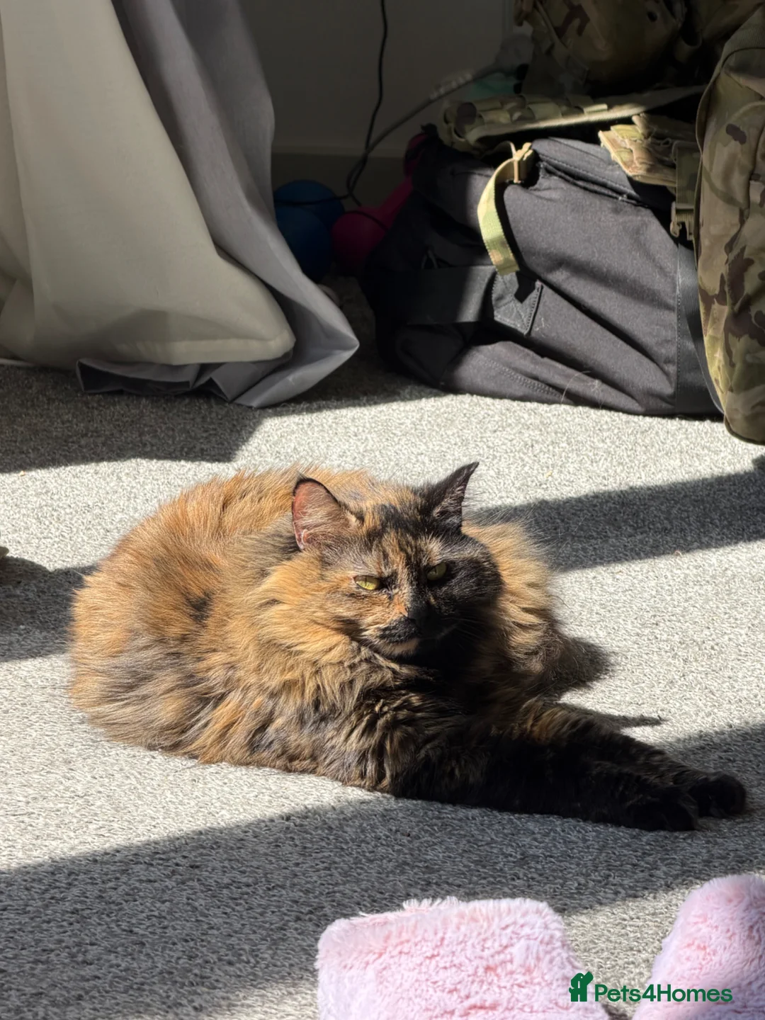 Mixed Breed cats for sale: Halinka - Advert 11