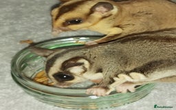 Sugar Glider rodents for sale: 3 sugar gliders and full set up - Advert 5