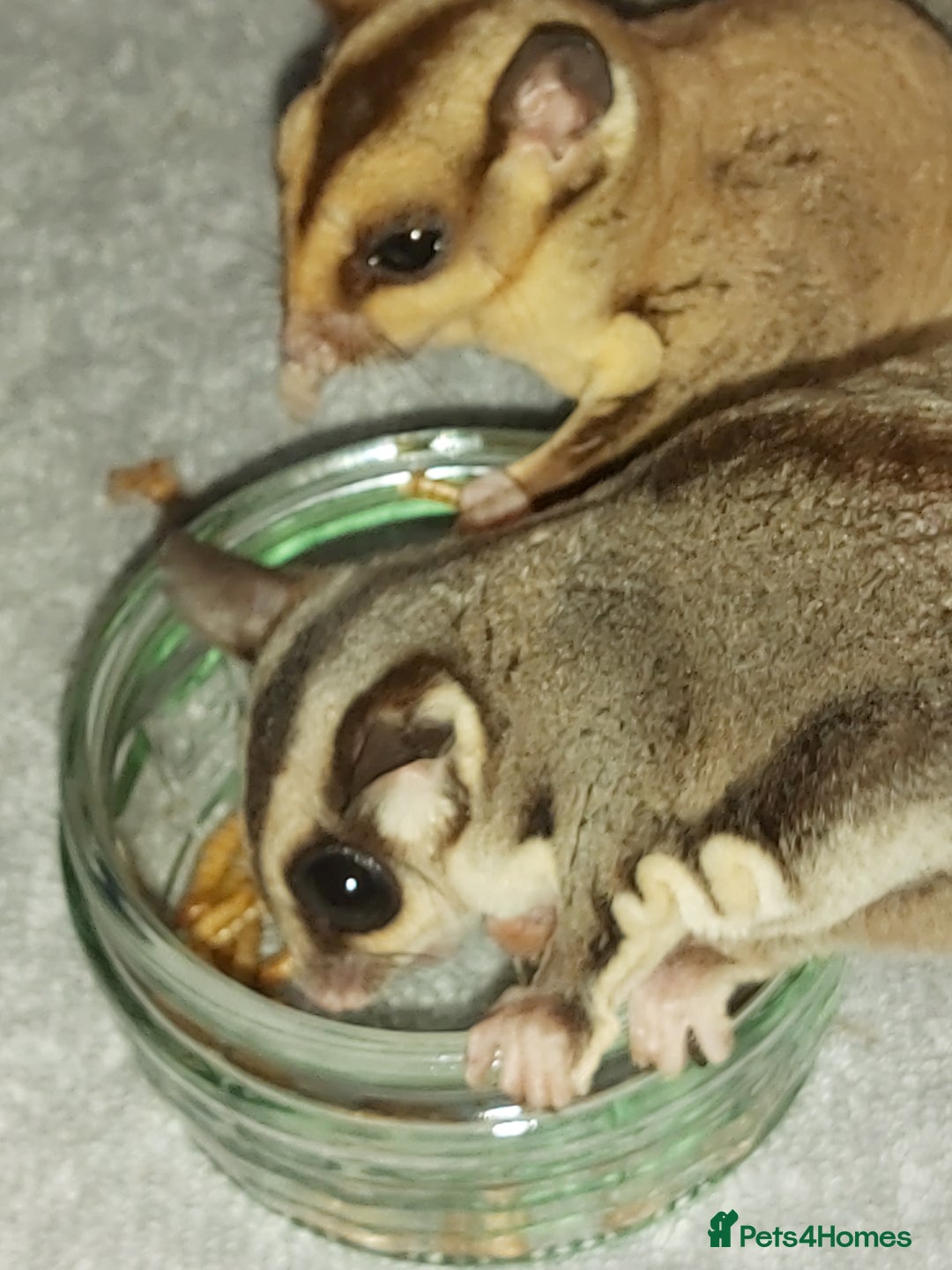 Sugar Glider rodents for sale: 3 sugar gliders and full set up - Advert 5