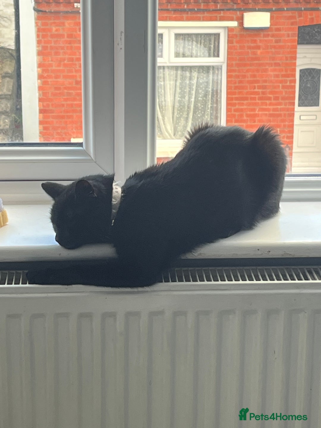 Domestic Shorthair cats for sale: My little baby needs a new home - Image 5