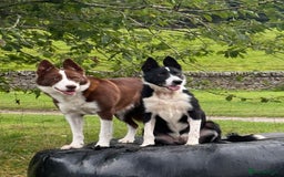 Border Collie dogs for stud: Red & white border collie Stud  - Image 4