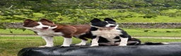Border Collie dogs for stud: Red & white border collie Stud  - Advert 4