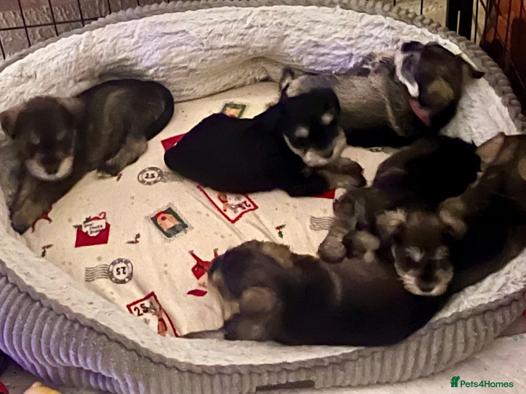 Miniature Schnauzer dogs for sale: 🤎🖤🩶Stunning Miniature Schnauzer Pups🩶🖤🤎 - Advert 1